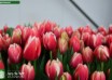 Tulipa Voicemail ® (2)